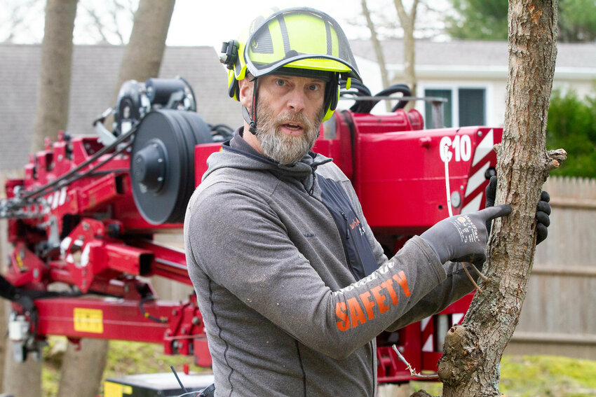 Eric Whipple of WhippleTree, points out an exit wound of an affected Ash Tree that had to be taken down in Bristol on Monday.