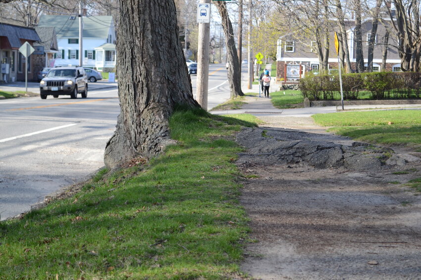 A section of sidewalk near the intersection of Coomer Avenue and Main Street has been damaged by roots from a nearby tree. This tree, and 22 others like it, would likely be cut down as part of a sidewalk and road repair project being designed currently by RIDOT.