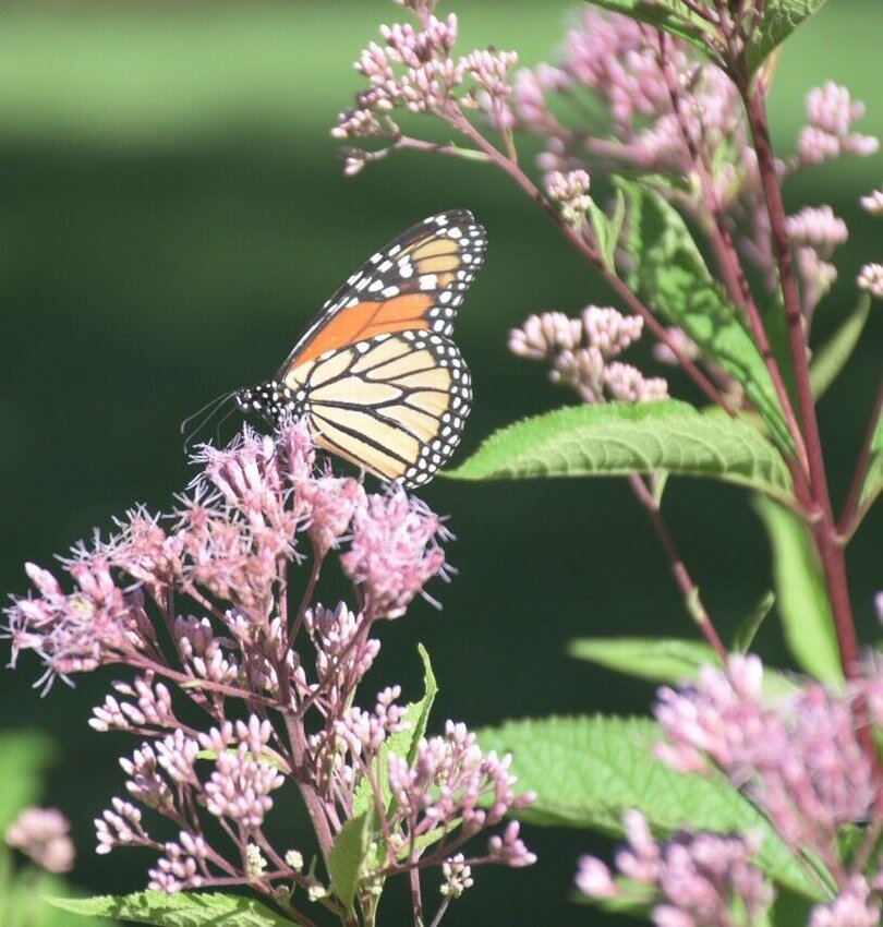A Monarch Butterfly rests on a native Joe Pye weed plant in a Barrington backyard. Since the 1980s, the Eastern Monarch Butterfly population has declined by more than 80%.