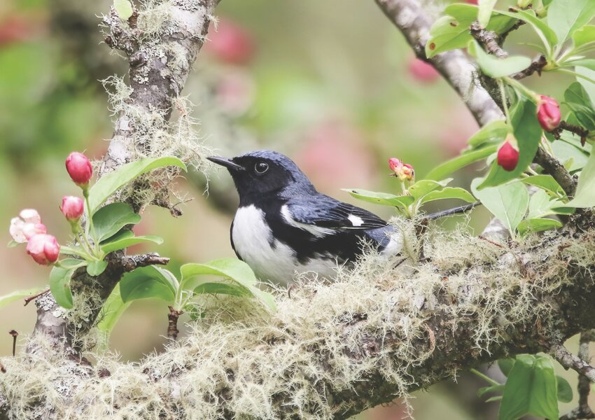 Each year approximately 25 species of warblers can be regularly spotted in Rhode Island, but that number rises if you are lucky enough to observe uncommon or rare species. Pictured is a black-throated blue warbler.