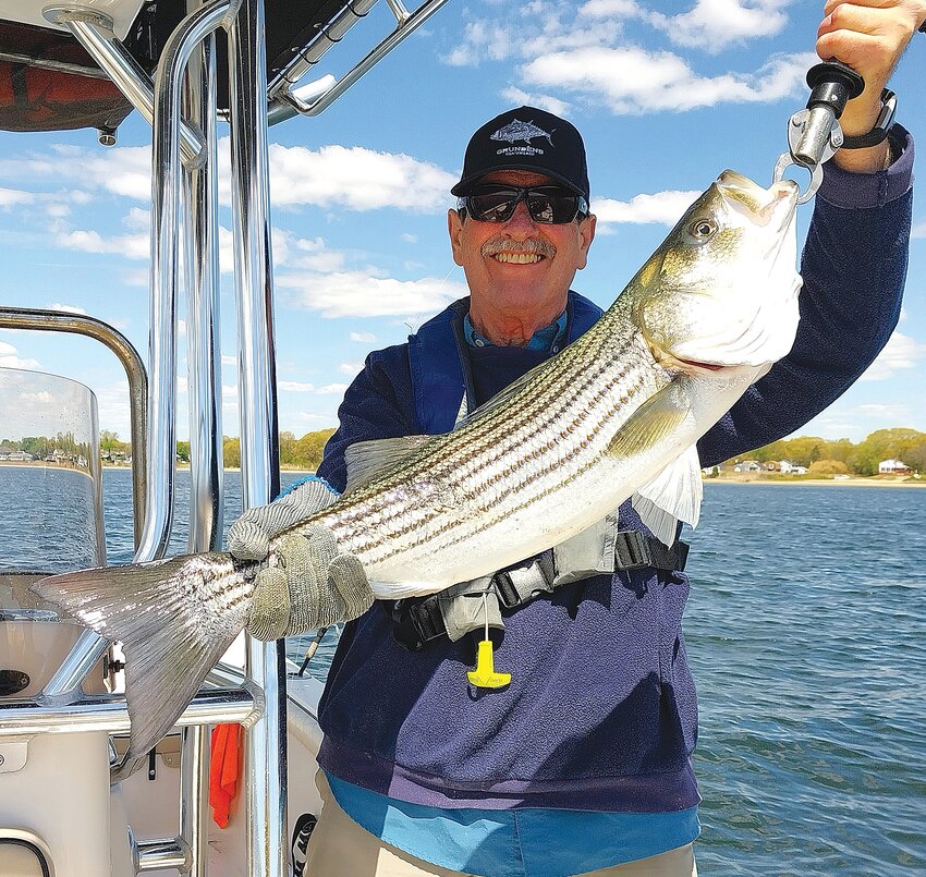 Capt. Dave Monti with a spring striped bass.&nbsp;There are new fillet laws in Massachusetts and Rhode Island this year.