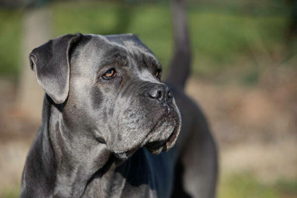 Stock photo of a Cane Corso, the same breed that was subject to a vicious dog hearing in Portsmouth on Thursday, May 16.