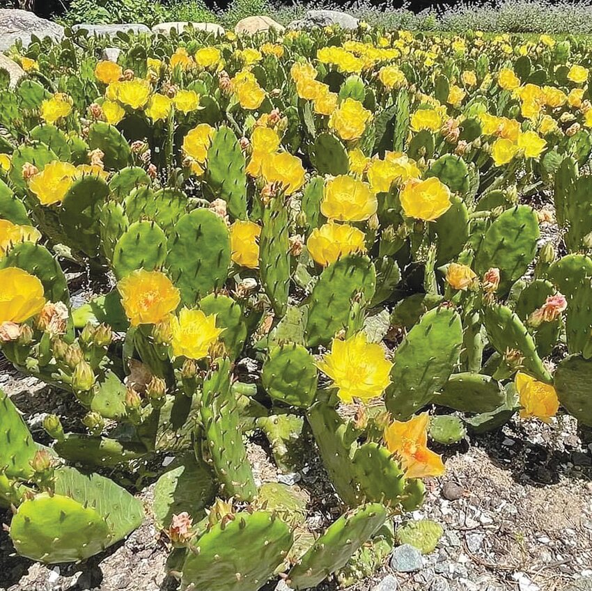 A large patch of Native Eastern Prickly Pear Cactus (Opuntia humifusa) replaced an area of turf grass lawn in the authors&rsquo; Barrington yard. The plant is an important nectar and pollen source for many native bees, especially bumblebees and long-tongued bees. It is a host plant for several native moths and a nectar source for butterflies. The prickly pads escape herbivore browsing but the fruits provide a nutrient rich meal for wild turkeys, deer, coyotes, and foxes. This native plant is rare and endangered in both Massachusetts and Rhode Island.