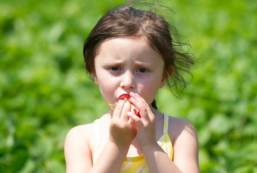 Katia Corsi, 4, enjoys the strawberries while picking them with her mom, Liubov, and brother, Michael 6, on Wednesday afternoon, June 19.