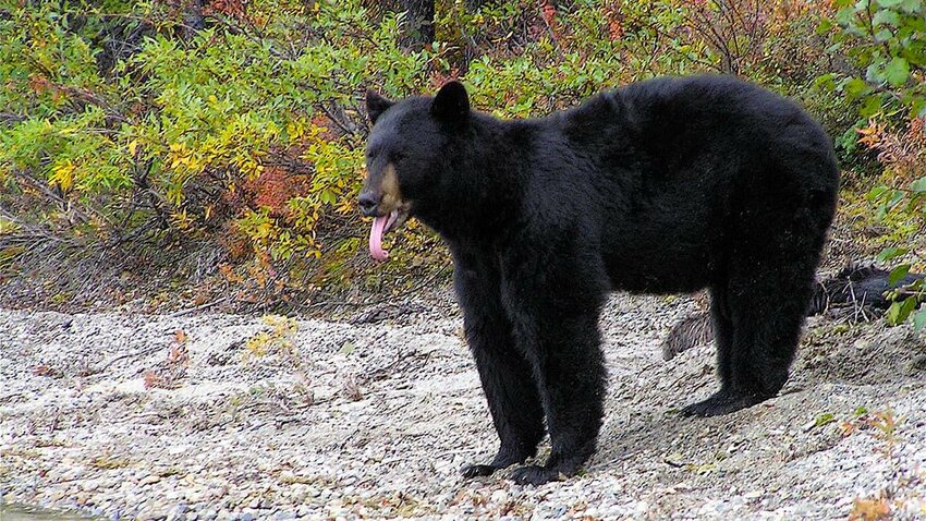 This stock photo of a black bear was provided by the Westport Animal Control Officer.