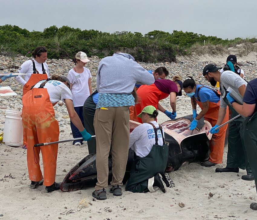 Biologists take tissue samples from the minke whale that washed up on Little Compton's Briggs Beach Wednesday.