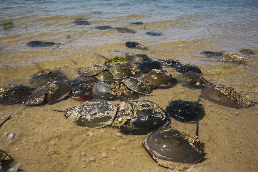 Horseshoe crabs spawn on beaches. A new Massachusetts program is designed to bolster the population, though results may take years to come to fruition. Photo from DMF website.