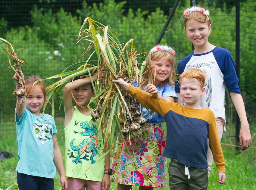 A group of young farmers show off the crop of garlic they harvested at Barrington Farm School last week. Pictured are (from left to right) Lena Read, Niko Kasvikis, Billie Link, Canon Link (front), and Nailah Link.
