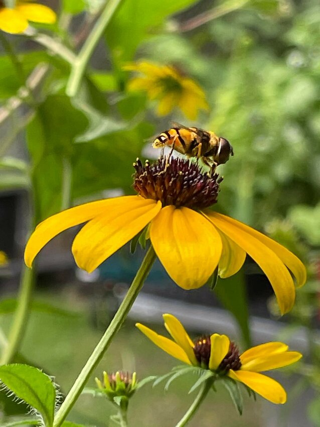 A syrphid fly, sometimes called hover fly or flower fly, rests on a Rudbeckia fulgida in the authors&rsquo; garden. These flies are the second most efficient pollinators, following bees, and serve an equally important role in pest control. Their larvae can successfully eradicate up to 100 percent of aphids on a plant. Adults will raise their families on plants that are infested with aphids and lay eggs matched to aphid population numbers.