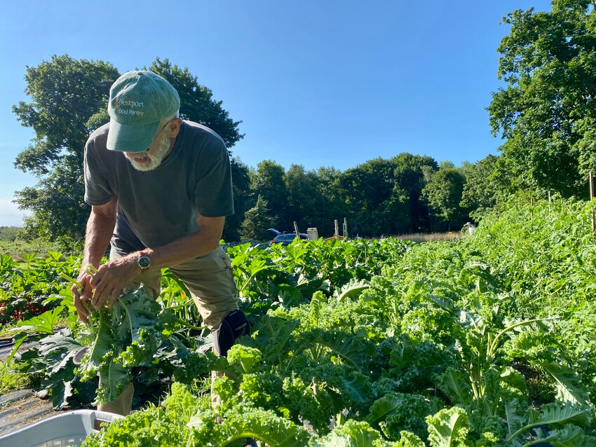 Stephen Clayton picks kale at the Westport Food Pantry's plot at the town farm, Friday morning.