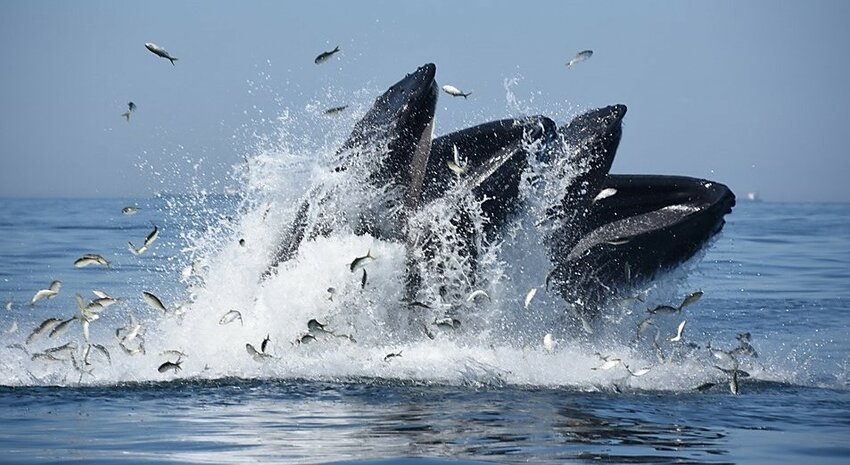 Whales off New York crash a school of Atlantic menhaden, a prime example of ecosystem-based fishery management in our region. Photo by Capt. John McMurray.