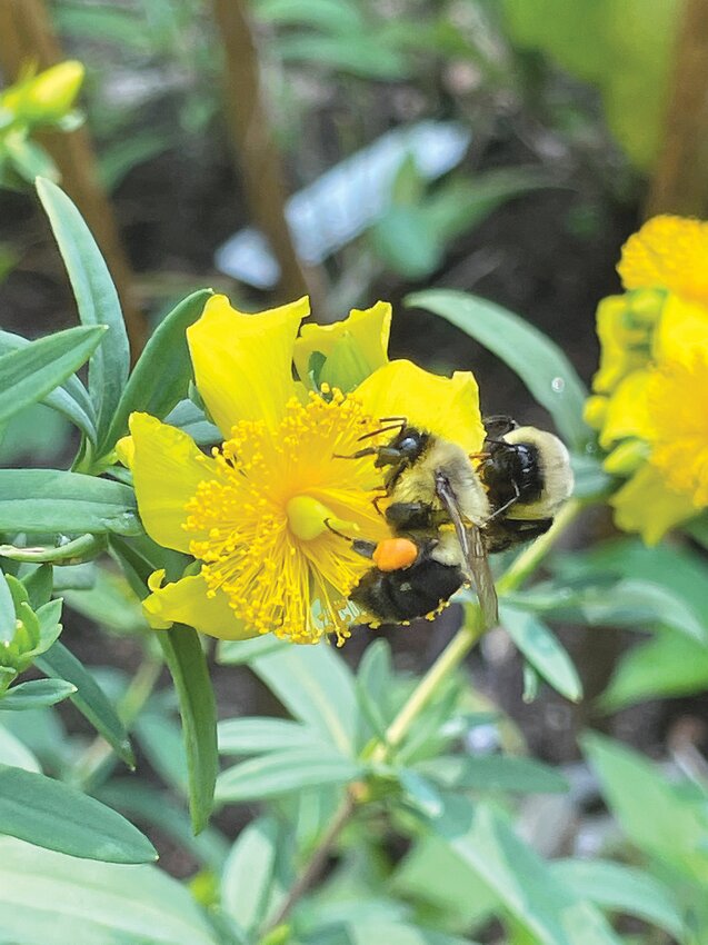 Prioritize native woody plants like shrubs, trees and vines in your fall planting. These plants help form the bones of your outdoor space and offer high ecological benefits. They also provide essential food and shelter to pollinators and songbirds. Shown here is Hypericum prolificum, Shrubby St. John&rsquo;s, which research has shown to be an important plant for at-risk pollinators. It is carefree and highly adaptable to varying light and soil conditions.