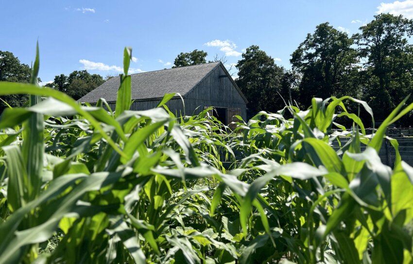 Jonnycake Day will be celebrated on Saturday at the Coggeshall Farm Museum in Bristol. Visit the corn crop, play some corn-themed games, try to grind corn by hand, and watch cooking demonstrations in the historic farmhouse.