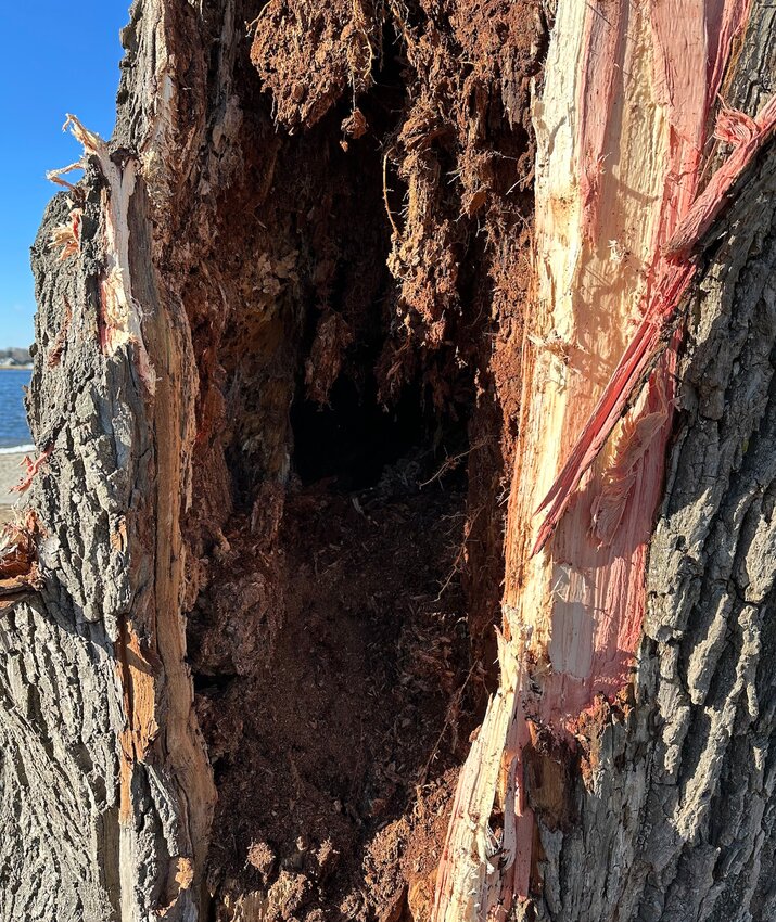 A view of the decayed inside of the willow tree recently taken down at Warren Town Beach.