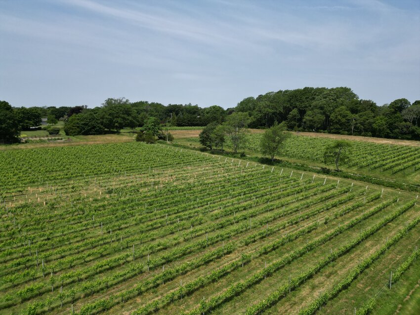 While Greenvale Vineyards stretches all the way to the Sakonnet River, the conserved portion is along Wapping Road.