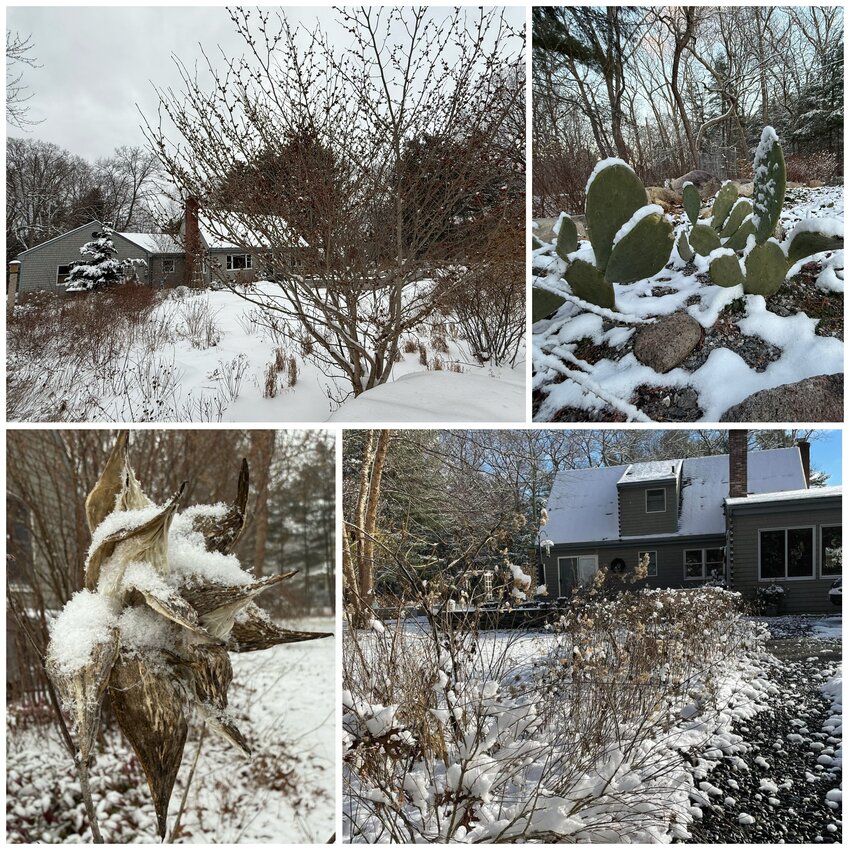 Wintertime in the authors&rsquo; own Barrington wildscape.