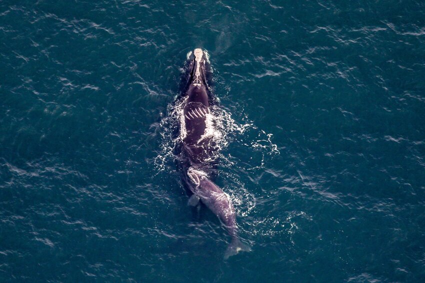 The Atlantic right whale named Accordion was first sighted in 2011 as a juvenile. She&rsquo;s named for the series of propeller scars on her back that make her easily recognizable.