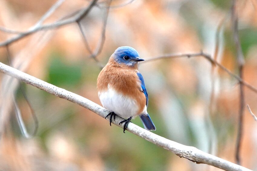 An Eastern Bluebird
