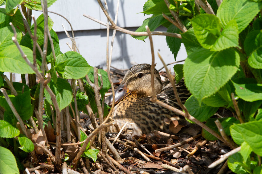 A mallard sits on her eggs in a rather peculiar spot &mdash; warranting protection from humans.