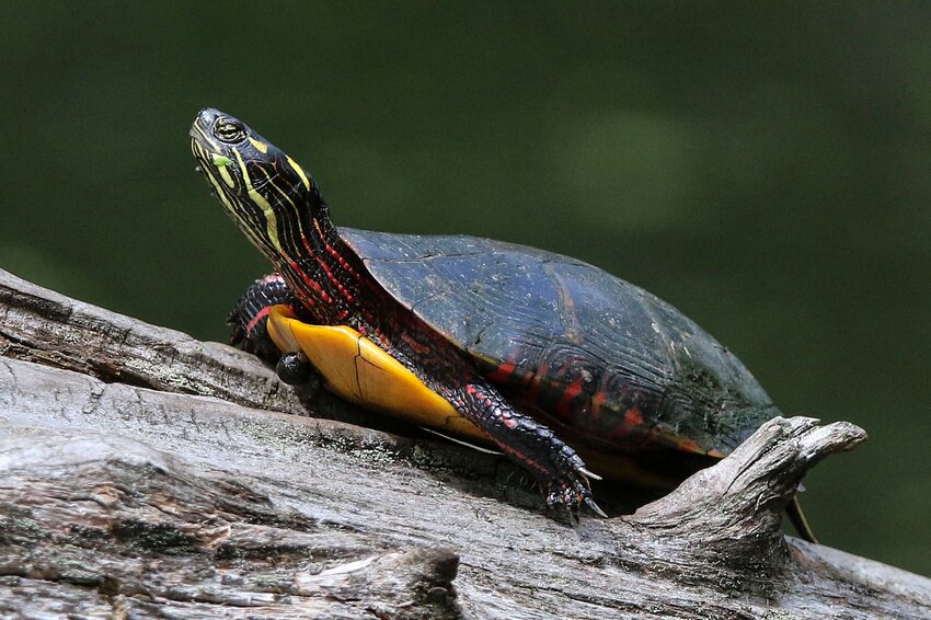 Eastern Painted Turtle at the Audubon Caratunk Wildlife Refuge in Seekonk, Mass.