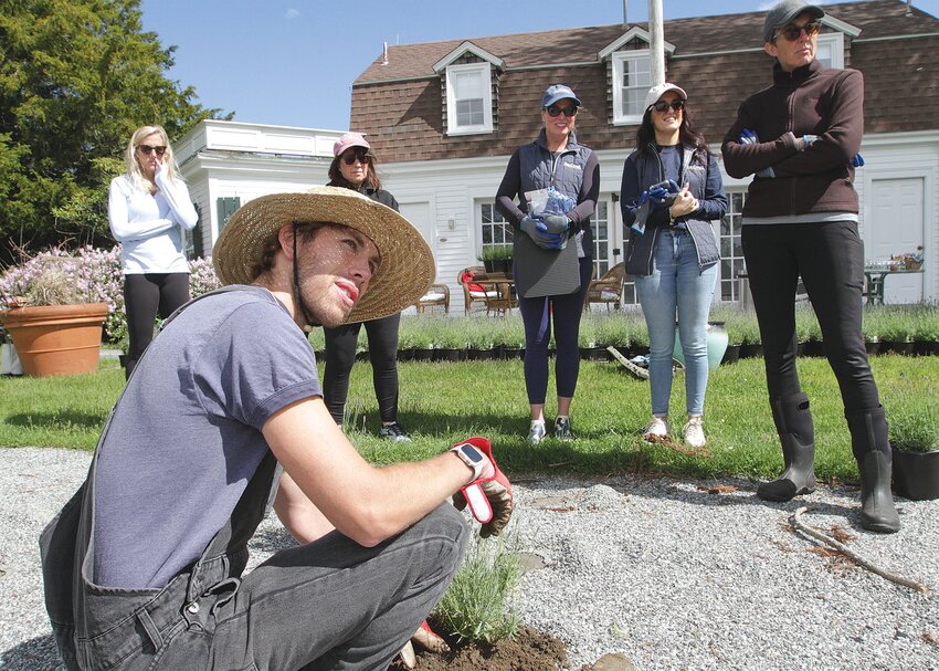 Blaise Rein, landscape designer and project manager of Water Way Lavender Farm in Barrington, demonstrates how to plant the lavender plants at Mount Hope Farm.&nbsp;