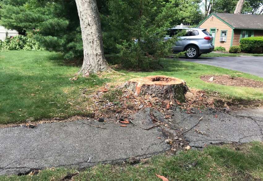 This was the scene along Lamson Road last week, where a town project to build a new sidewalk resulted in the loss of more than a half-dozen mature shade trees.
