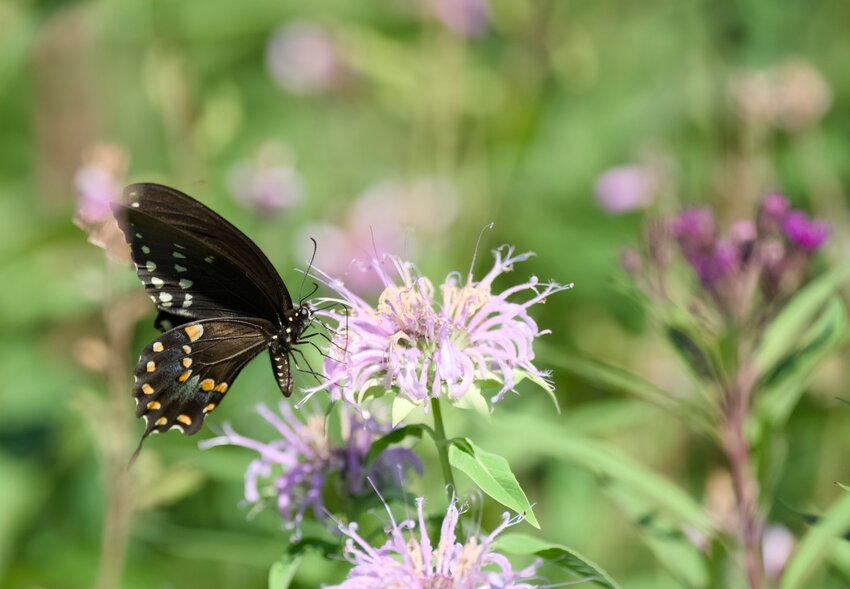 Spicebush Swallowtail Butterfly on Bee Balm
