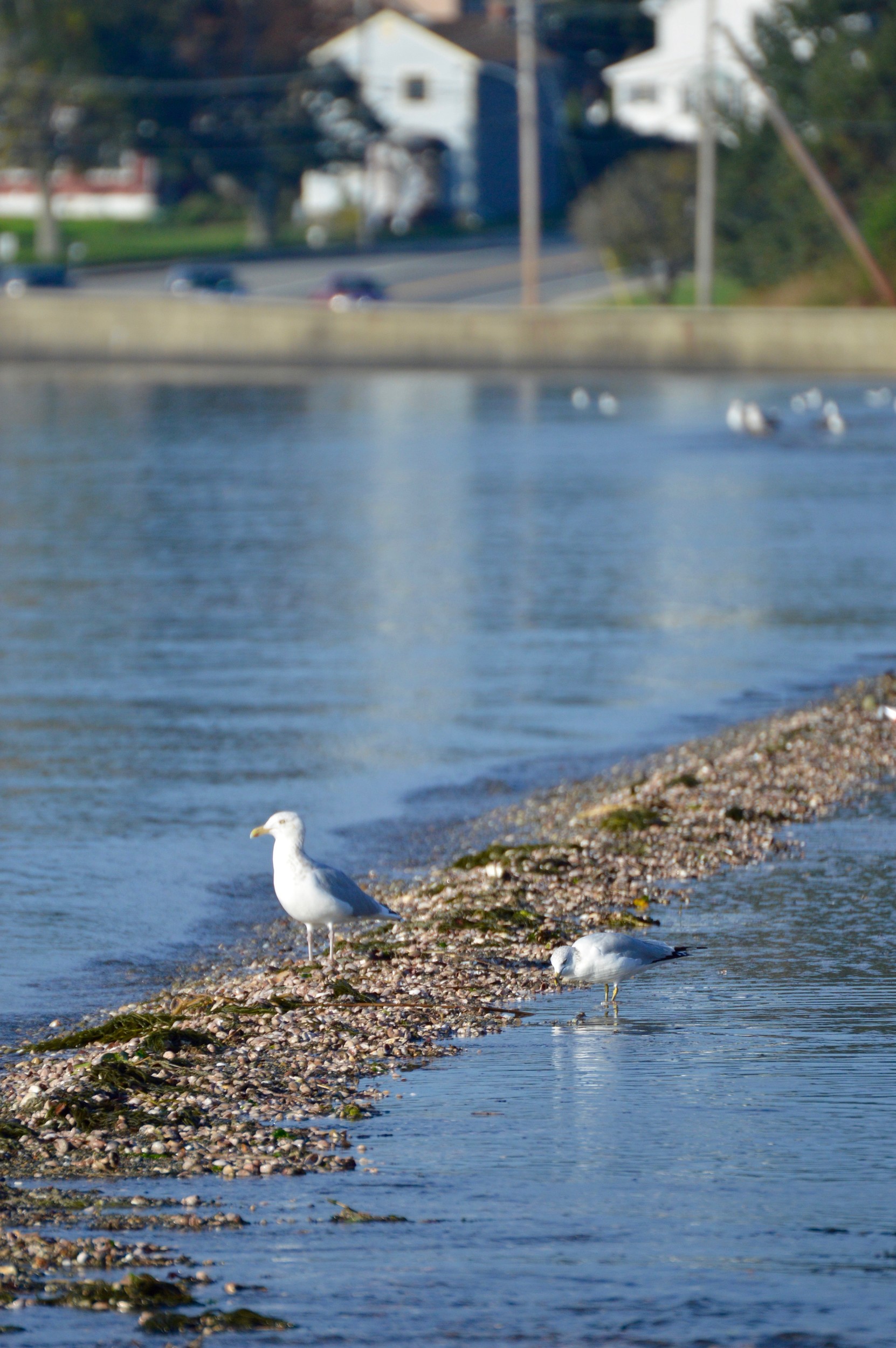 Two gulls splash in the water near the Park Avenue seawall Monday morning.