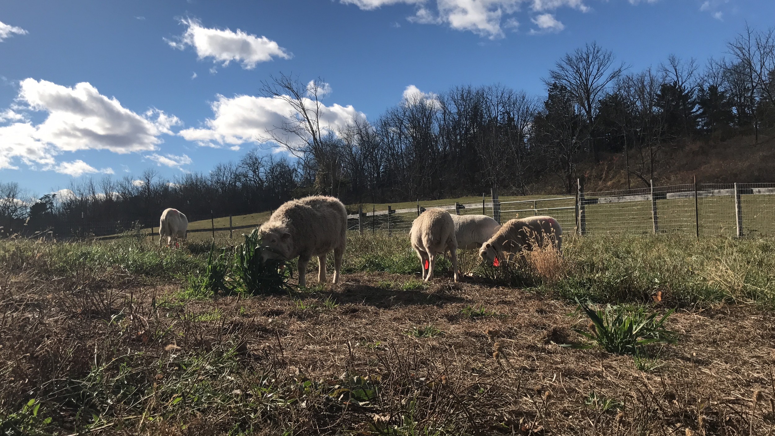 A very joyous day’ — Catskill Sanctuary welcomes Westport refugees ...