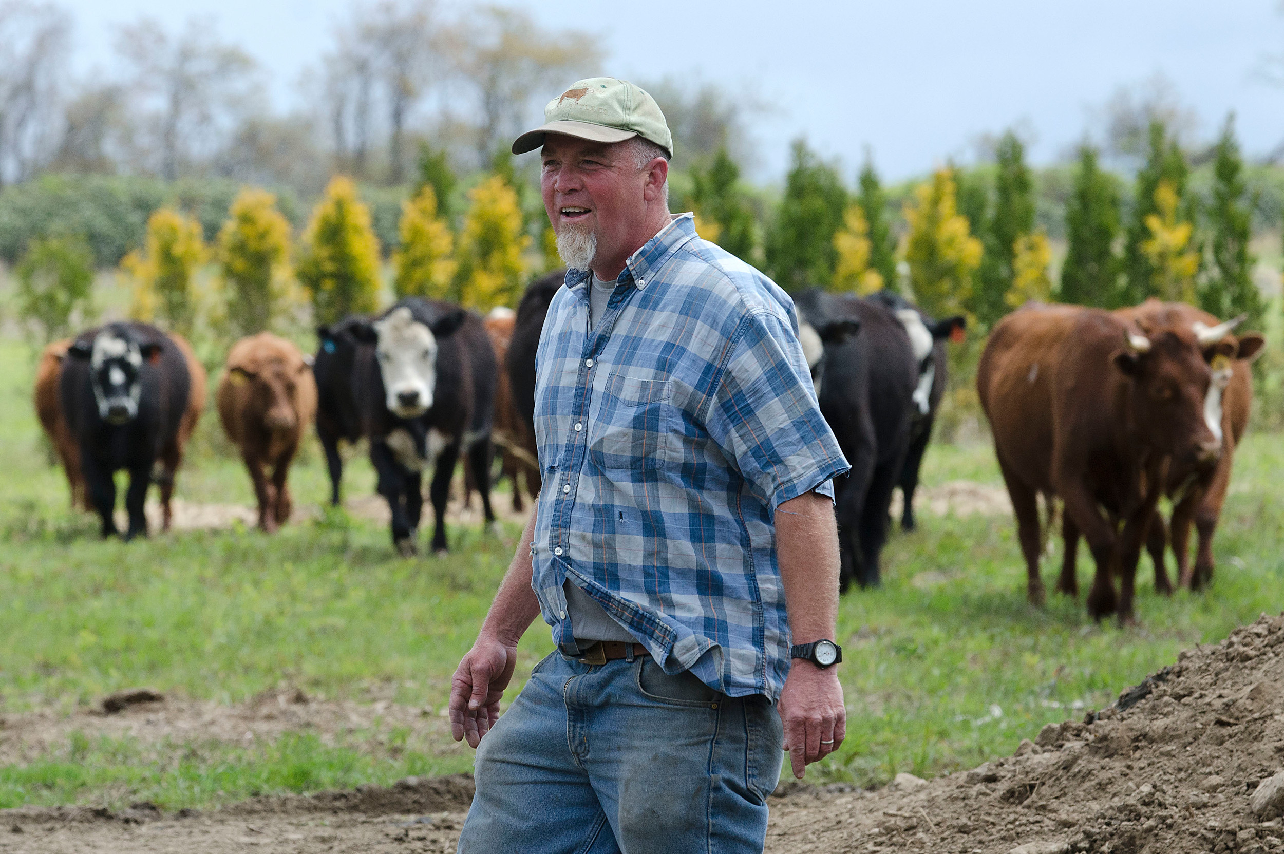 Cloverbud Ranch founder Martin Beck leads his cattle to a different portion of the farm as part of his rotational grazing plan that allows for healthy soil development and plant growth. Mr. Beck raises cross-bred Angus, Devon and Hereford cattle for his New England Grass Fed LLC.
