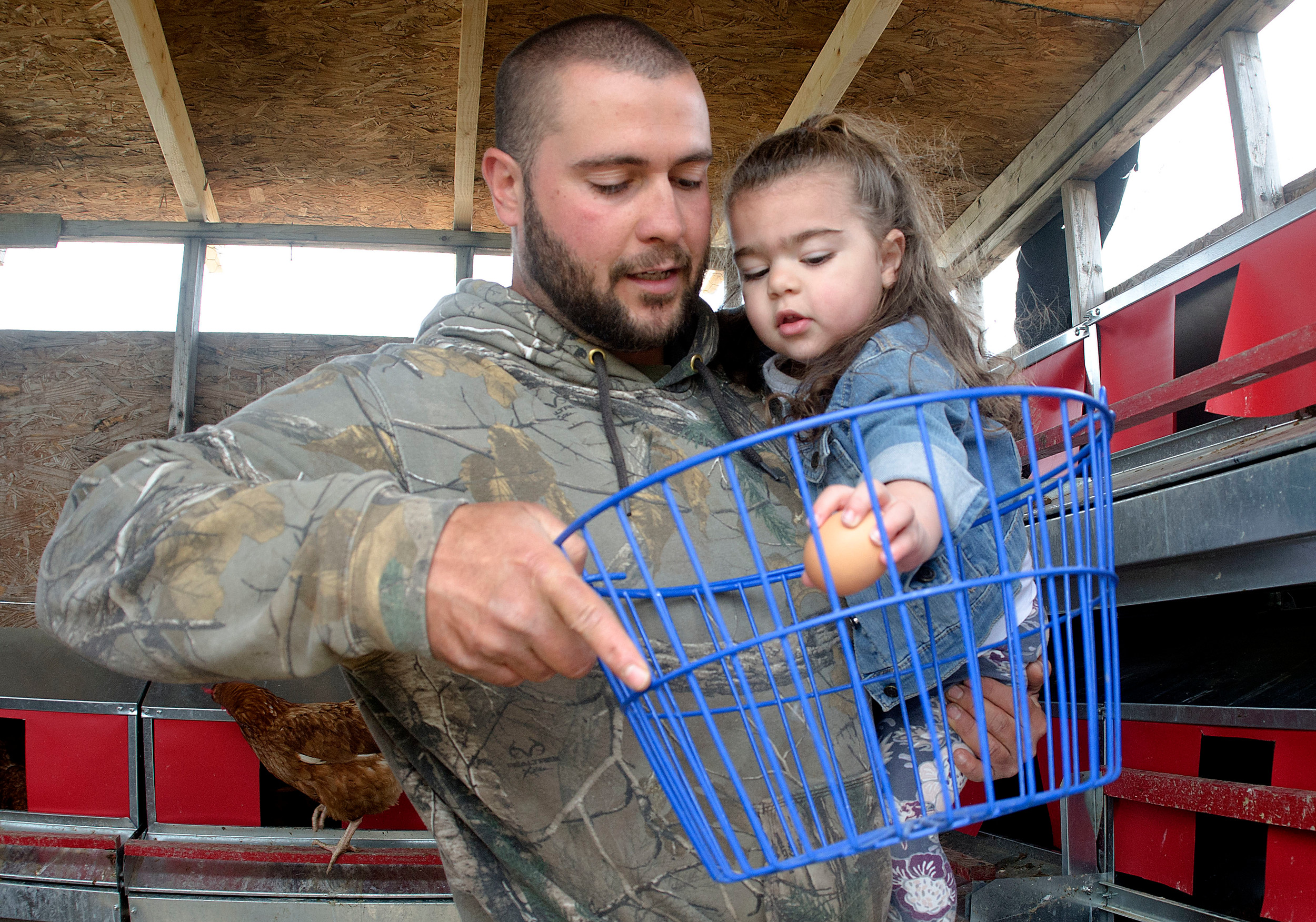 Joshua DaSilva and daughter, Sienna, 3, collect eggs in the moveable hen house. Mr. DaSilva and his wife, Felicia, raise egg-laying hens and broilers.
