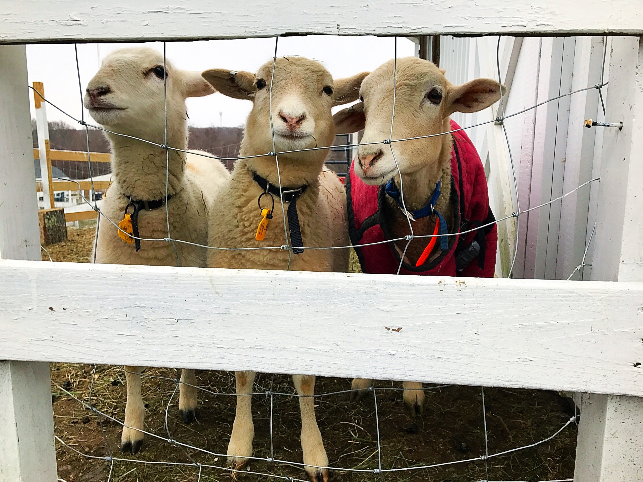 A trio of sheep, refugees of the Westport animal cruelty case, are decked out for the holidays at West Place Animal Sanctuary last December.