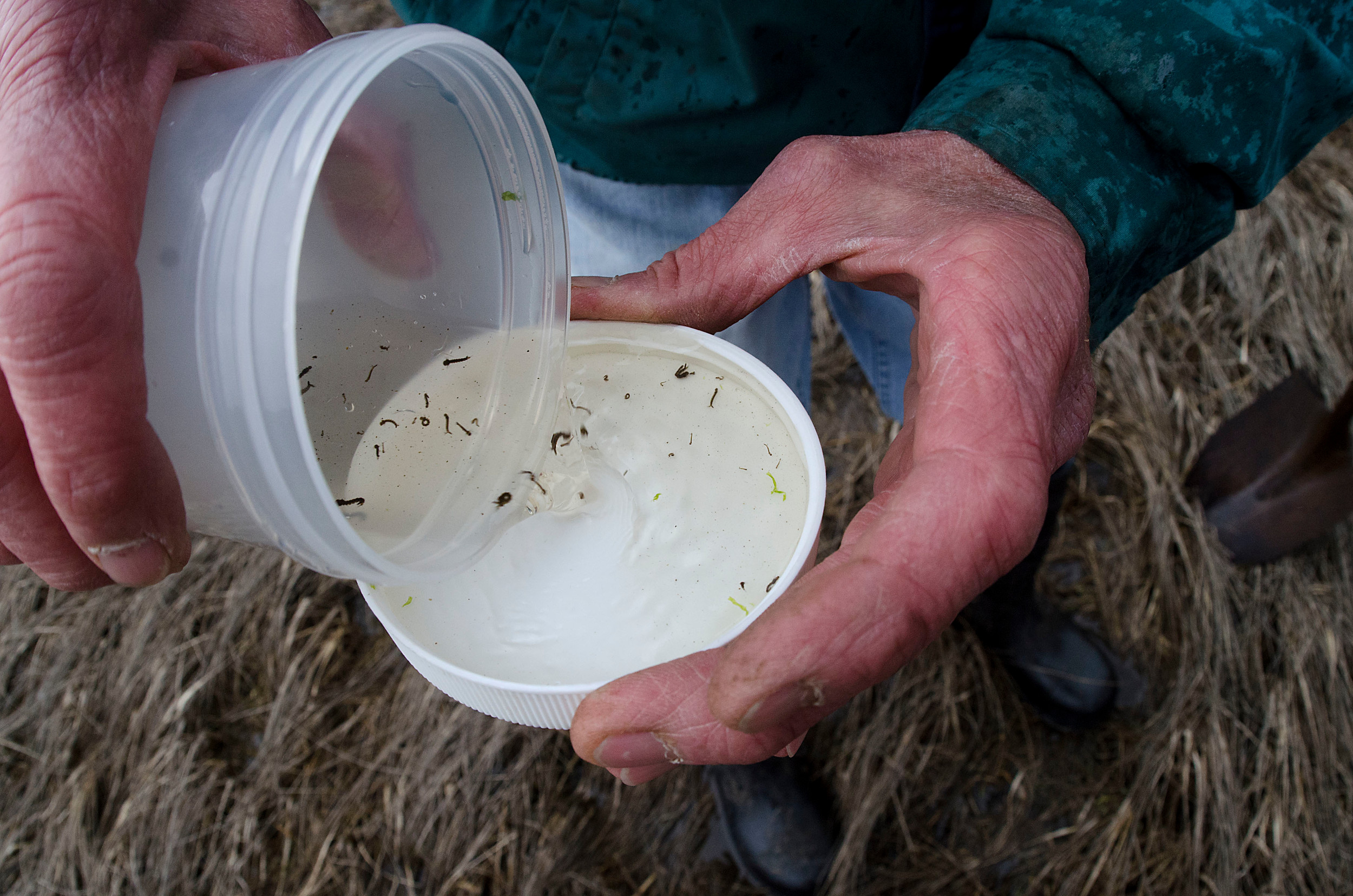 Al Gettman of DEM shows mosquito larva that he collected while in the marsh.