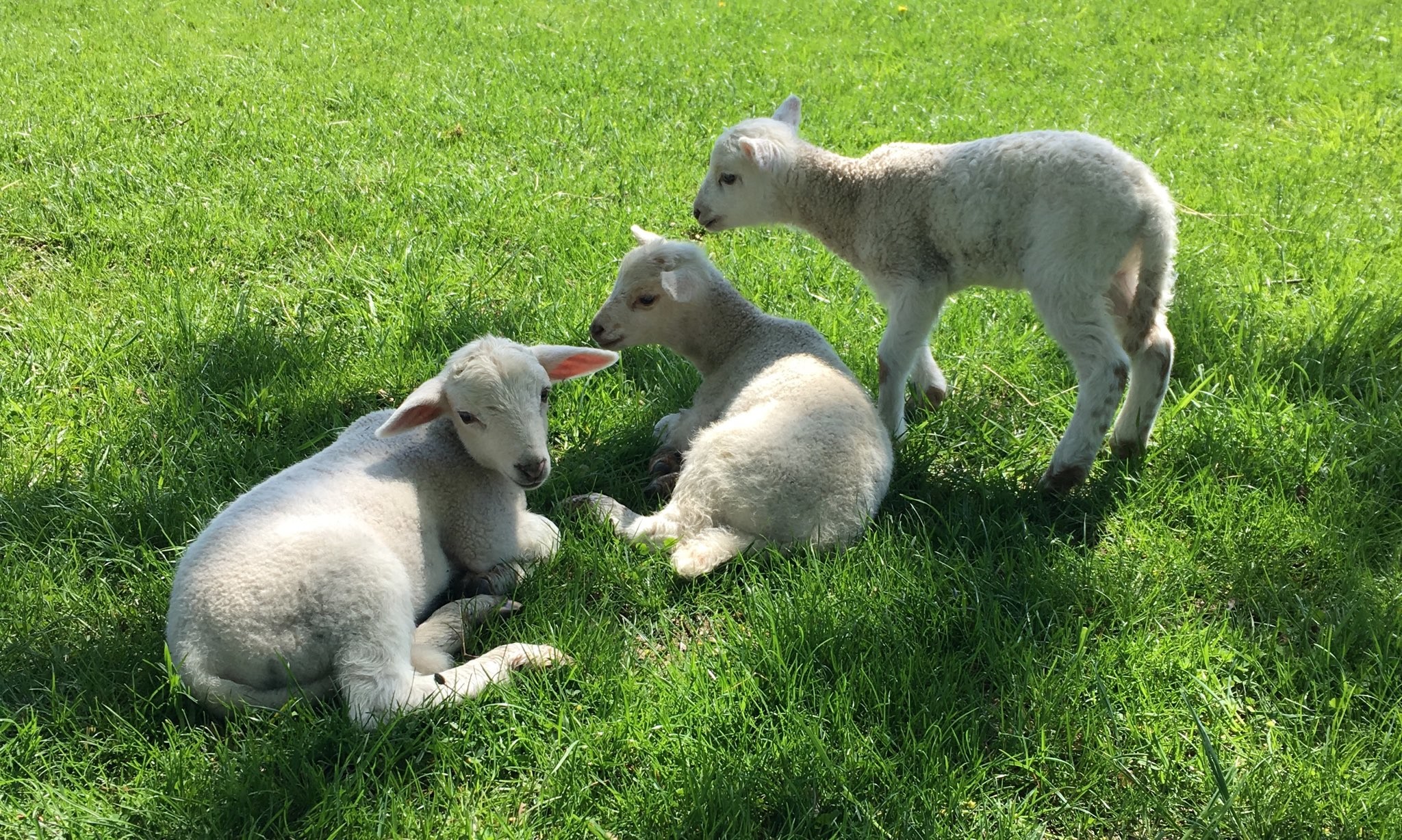 Fiber Festival at Coggeshall Farm | EastBayRI.com - News, Opinion 