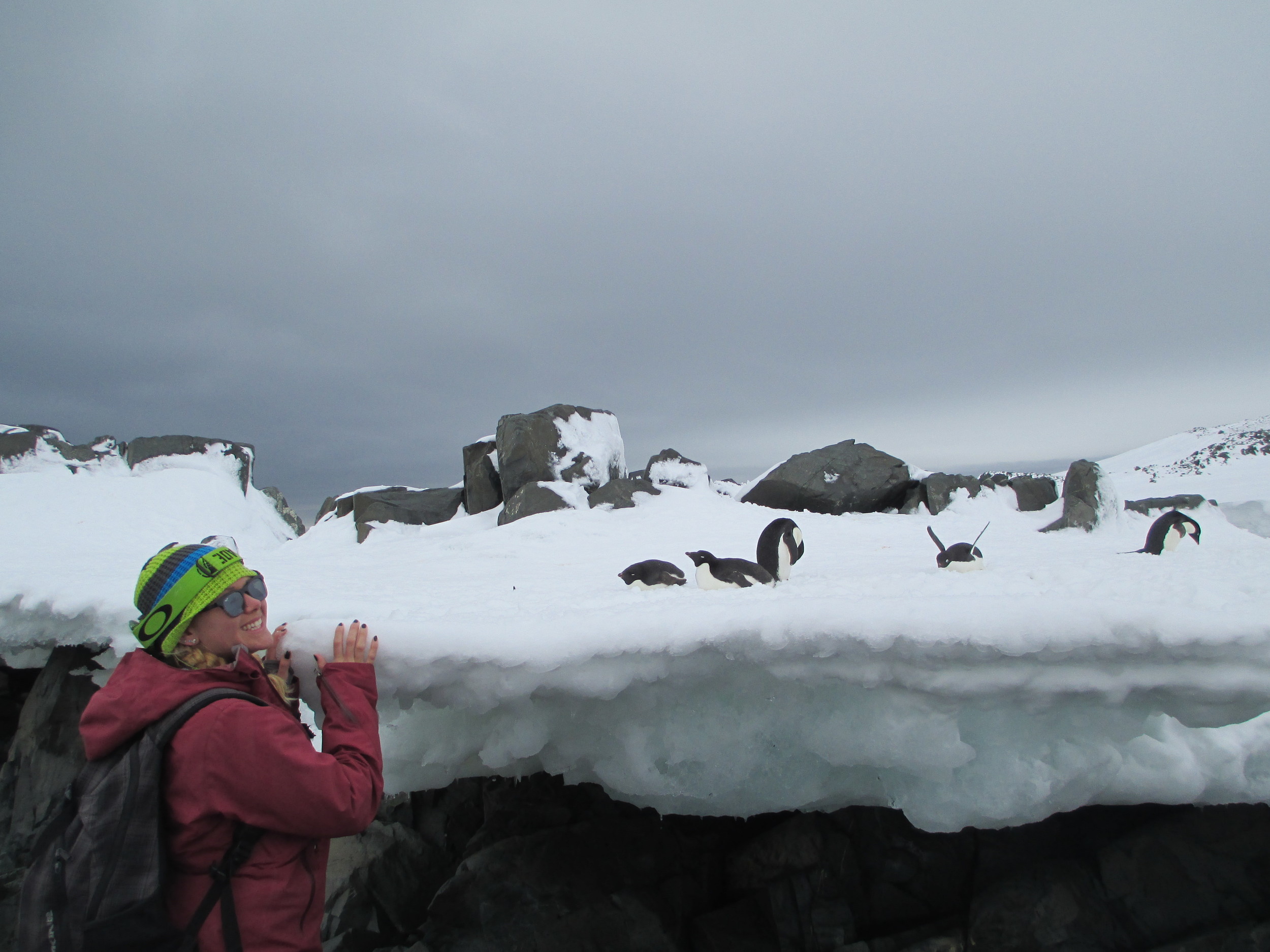 Breezy Grenier mingles with the penguins at Hope Bay in the Antarctic Peninsula in 2013.