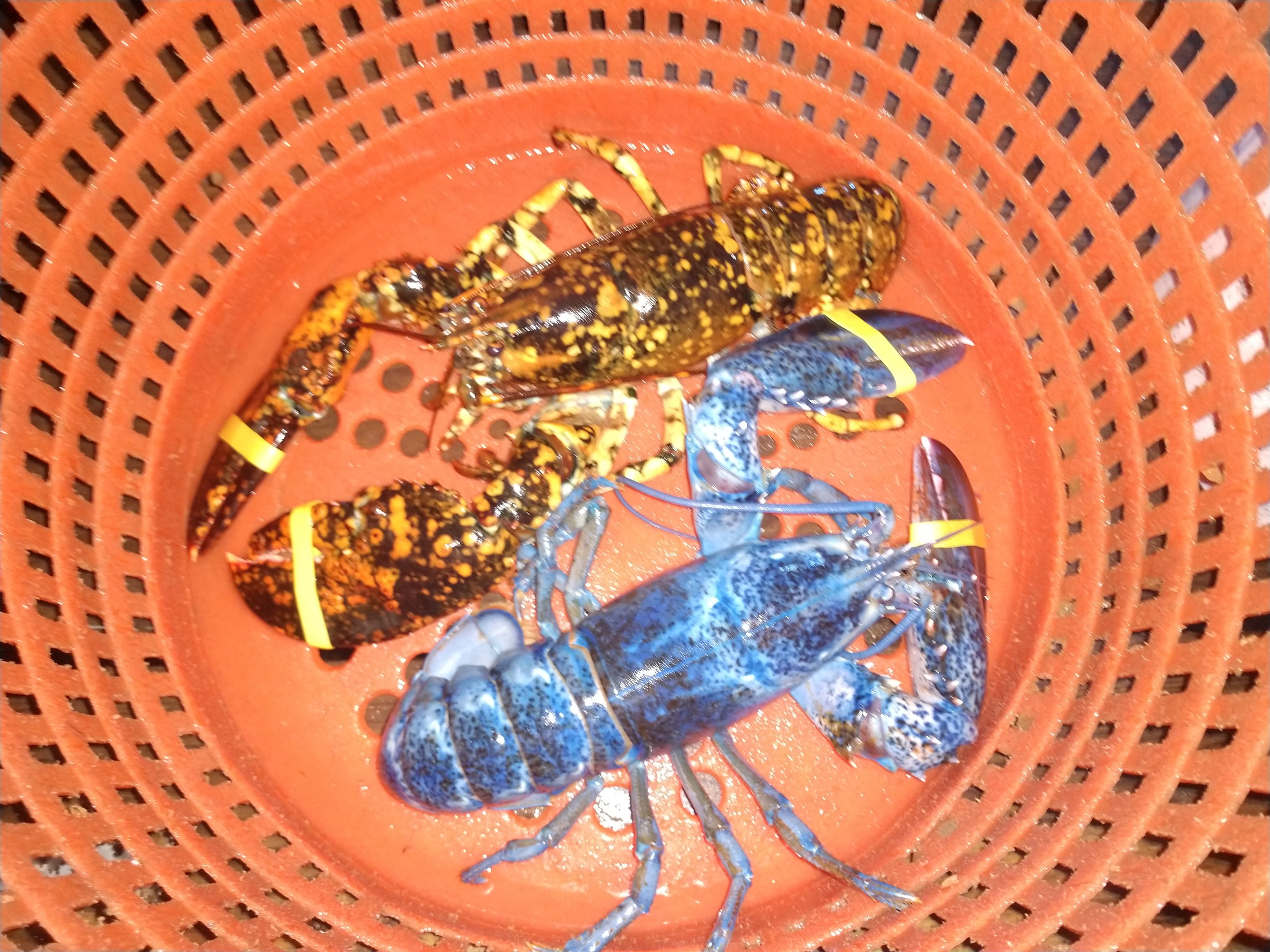 The recently caught blue and calico lobsters.