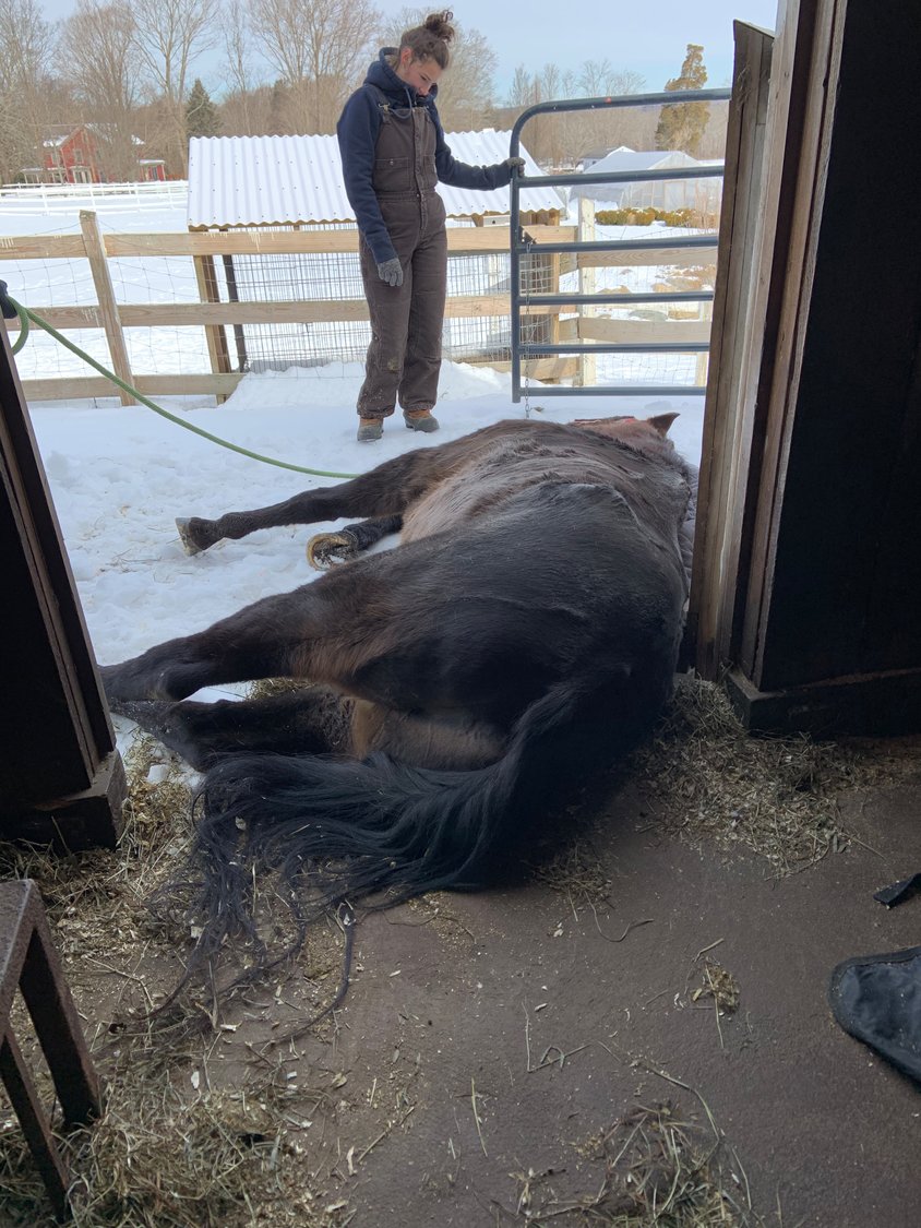 Early on in the ordeal, Johnny lies half out of the barn’s side door. Every attempt to stand propelled him a few feet forward — but not up, said West Place Animal Sanctuary owner Wendy Taylor.