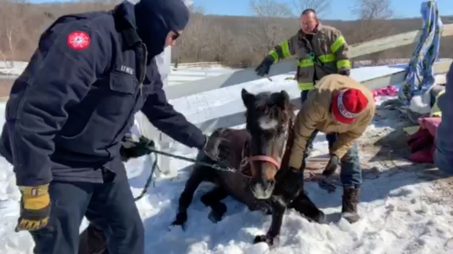With a helping hand from Wendy Taylor (holding his lead out of sight at left), and Tiverton firefighters, Johnny finally wobbles to his feet and back to the barn