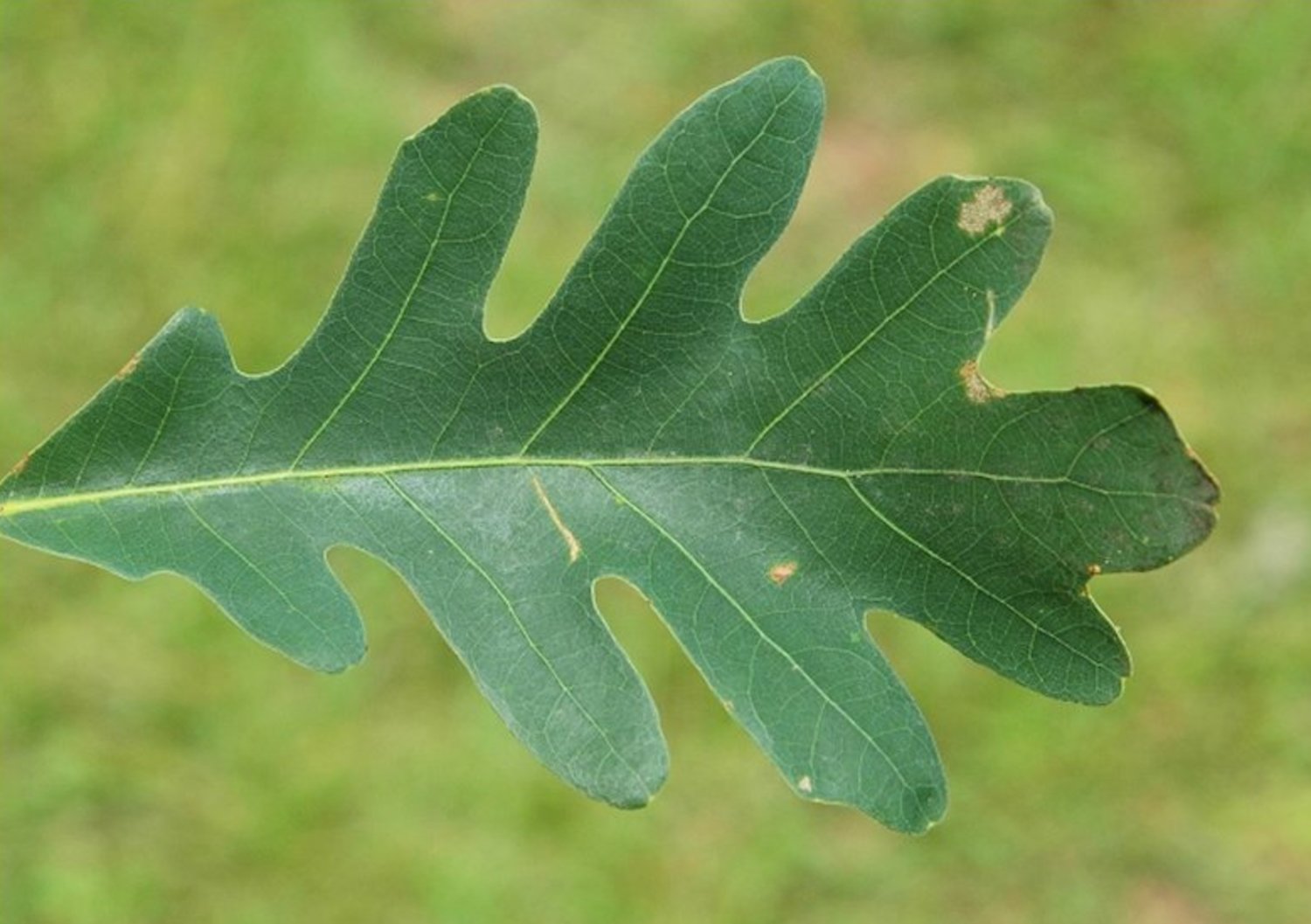 white oak leaf