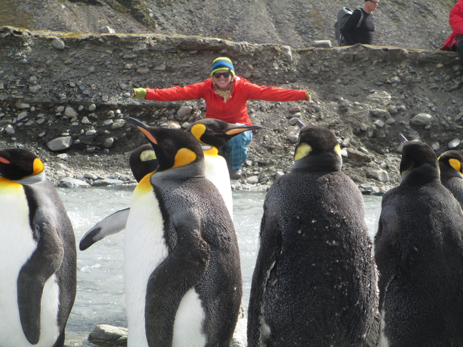 Saint Andrews Bay, which indents the north coast of South Georgia in the southern Atlantic Ocean, is a prime breeding area for king penguins, here being greeted by Breezy Grenier in 2013.