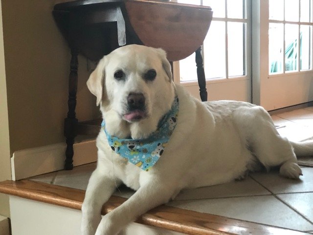 A recent photo of Jake, an 80-pound Labrador retriever who suffered severe injuries when he was mauled by a coyote Tuesday night on Windstone Drive.