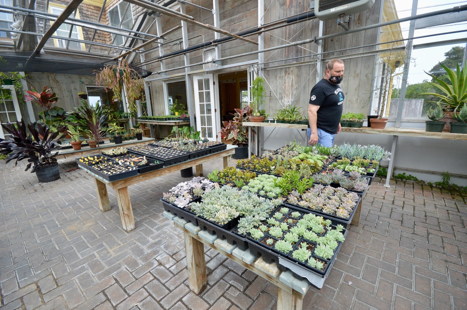 Matt Gray in Ragged Island’s greenhouse that holds hundreds of succulent plants that will be available for sale once the farm brewery opens.