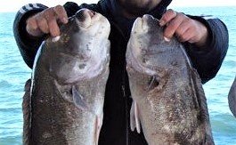 Male/Female tautog:  Anglers are encouraged to release large female tautog as they exponentially produce a lot of eggs compared to small females.  Large males have white chins (fish on left), fish on right is female.
