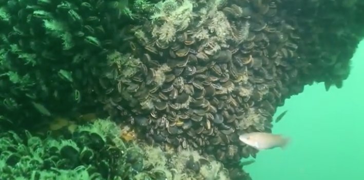 Reef effect: Mussel growth on Block Island Wind Farm pylons has created a 90 foot vertical column of habitat.  The ‘reef effect’ is attacking both small and large fish to the wind farm area.  
