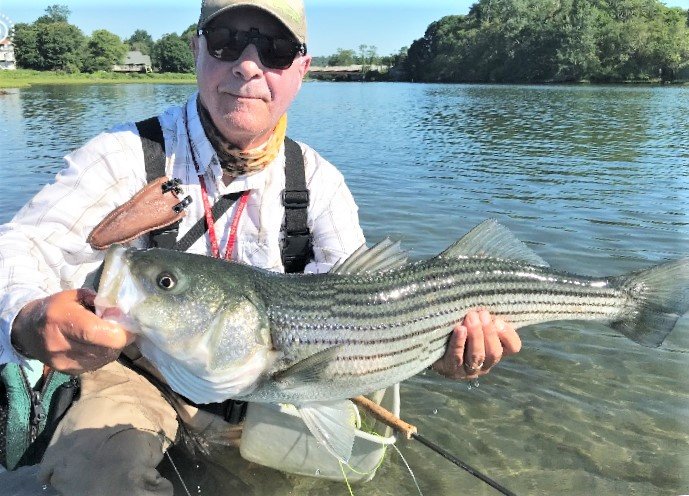 Fishing guide Ed Lombardo with the keeper striped bass he caught this week while fly fishing on Narrow River.