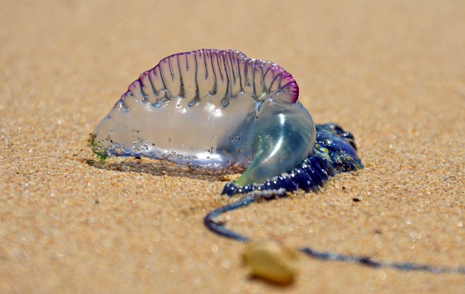 Alert: Man o' war spotted Friday in Westport | EastBayRI.com - News ...