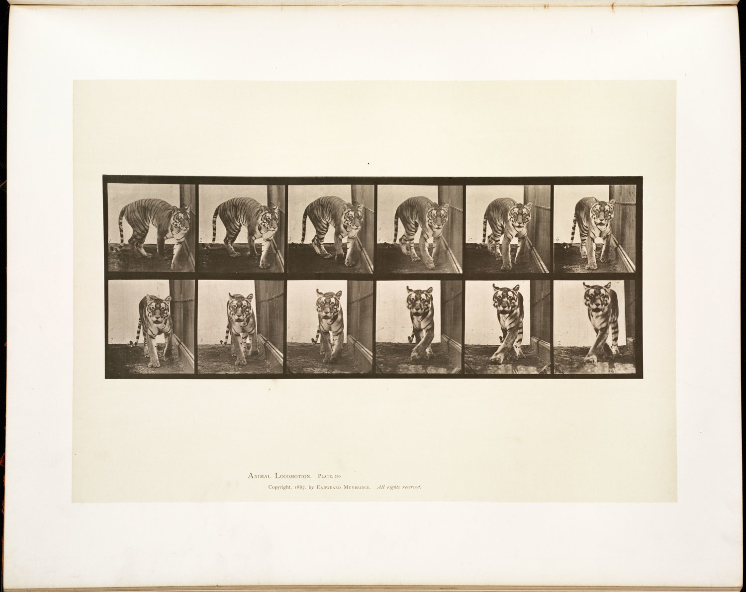 Though Muybridge produced tens of thousands of images in the 13 years he undertook photographic studies on animal movements, he eventually published an 11-volume set of 781 plates. Here are just a few that are on view at the New Bedford Art Museum City Gallery until Jan. 22, 2022.
