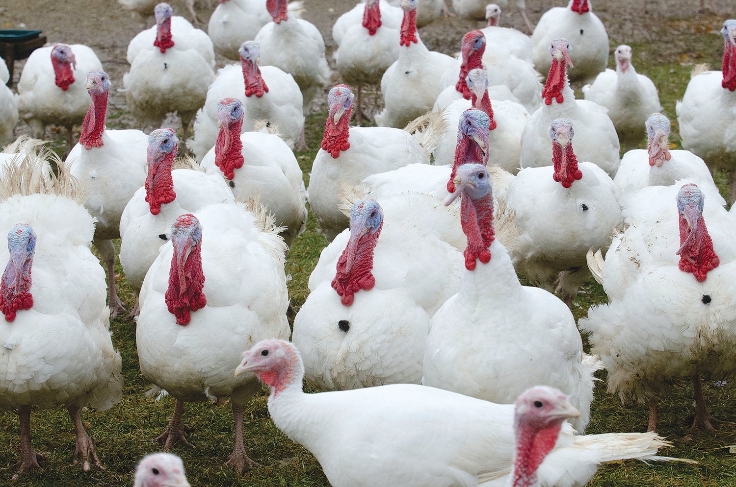 With reports of supply chain problems and potential turkey shortages in stores throughout the country, the phones started ringing early at Belwing Farm in Seekonk, which had sold nearly its entire stock of turkeys a few weeks before the big holiday.