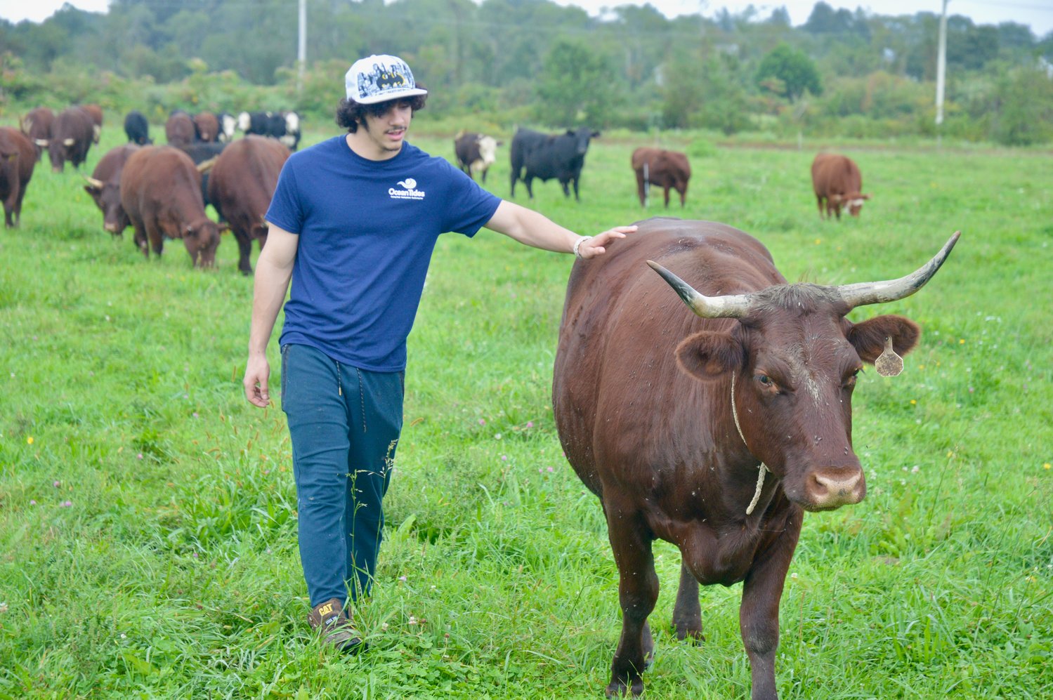 Austin, a student at Ocean Tides School in Narragansett, gains the trust of Fern, the leader of a herd of cattle at Cloverbud Ranch on Jepson Lane. Students visited the farm on seven Wednesday mornings this fall to build communication skills, relationships and trust through bovine therapy.