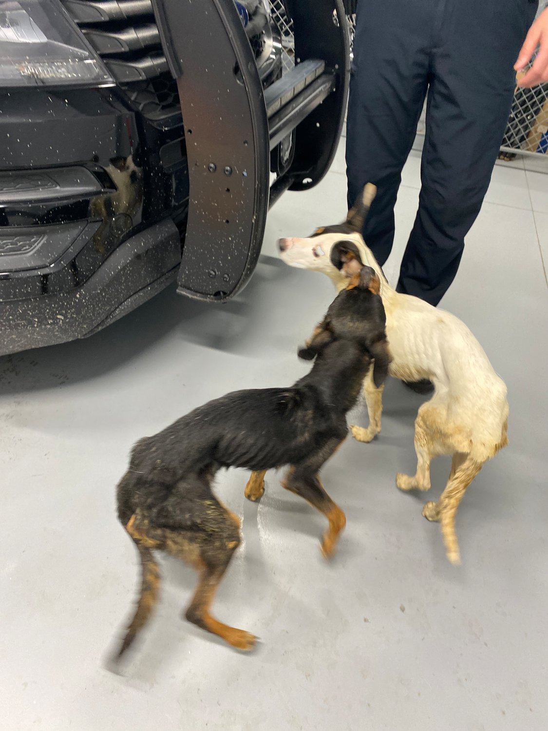 These two undernourished dogs were found abandoned at Glen Farm Thanksgiving morning. The dark-colored one later had to be euthanized due to her poor health, according to police.